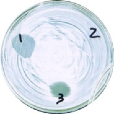 スピカ菌８体生成物が、大腸菌O-157に抗菌活性を示している。