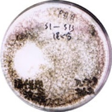 スピカ菌８が、植物感染カビのフザリウムに拮抗作用を示している。